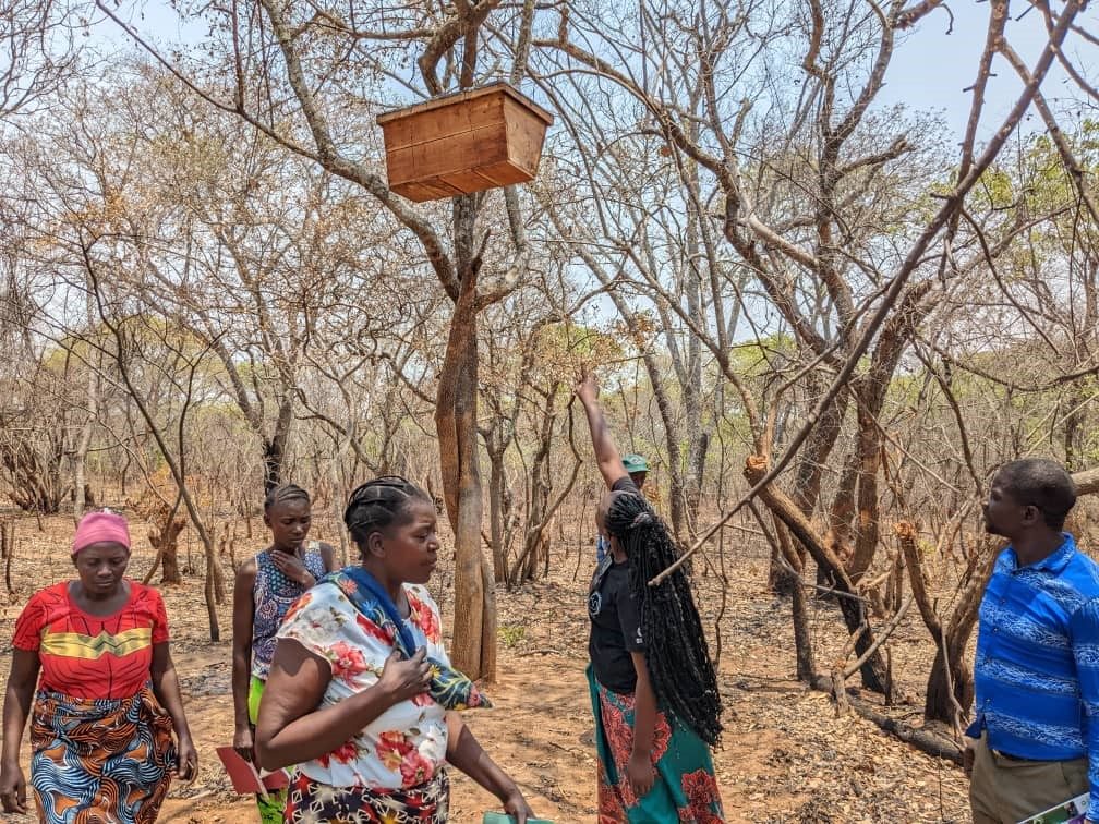 Community members gathered beneath a beehive hung in woodland trees